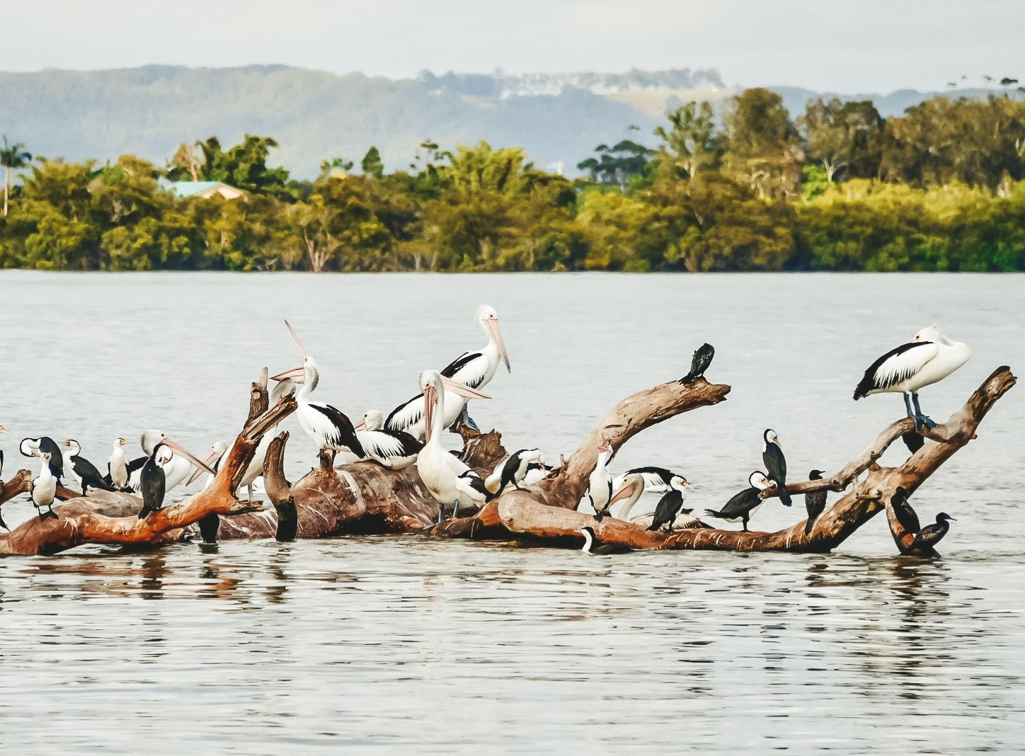 Ballina River Cruise Richmond River: Mangroves & Sunset Wildlife