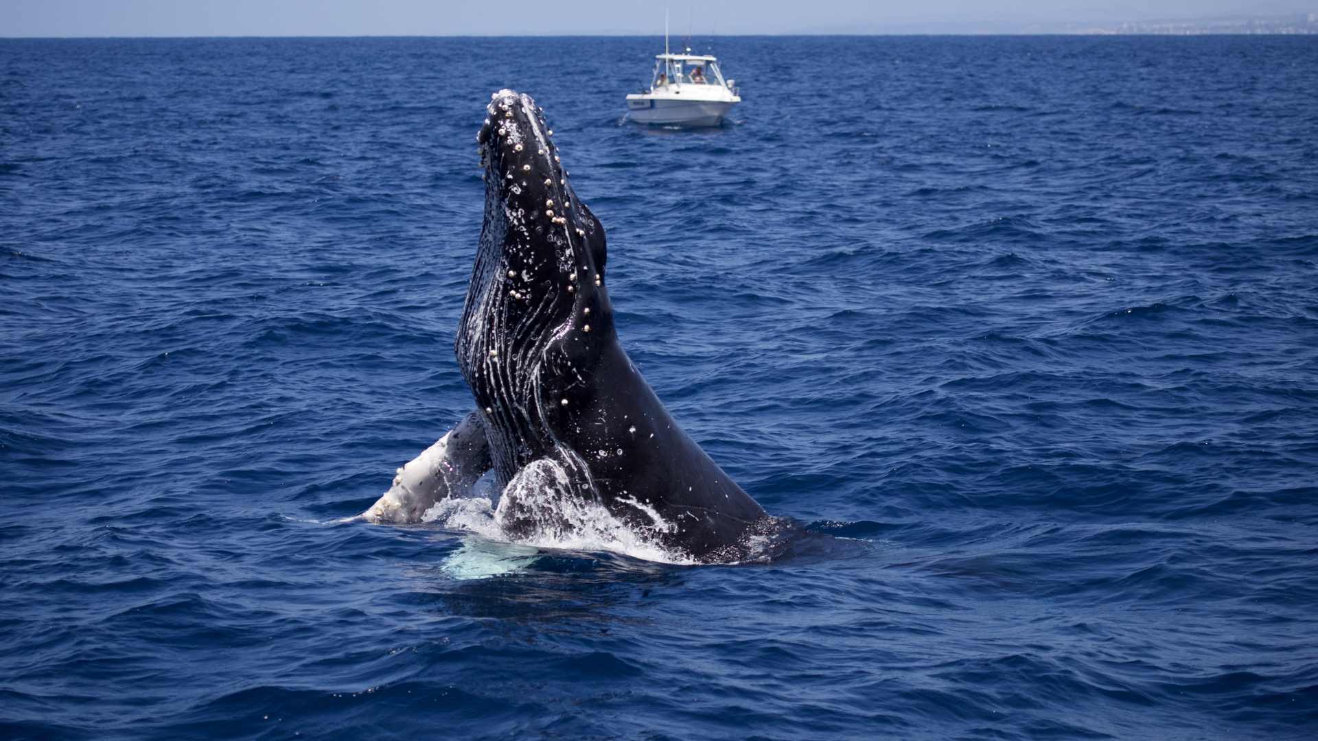 Winter Whale Watching Cruise from Phillip Island - Zero Trace Tours