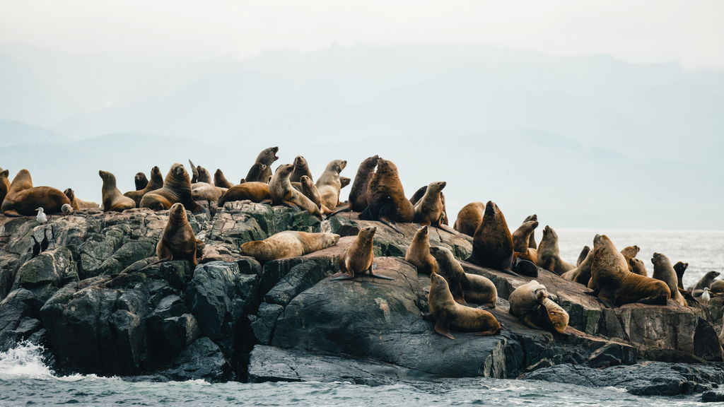 Cape Woolamai Scenic Cruise from San Remo (Phillip Island) - Zero Trace Tours