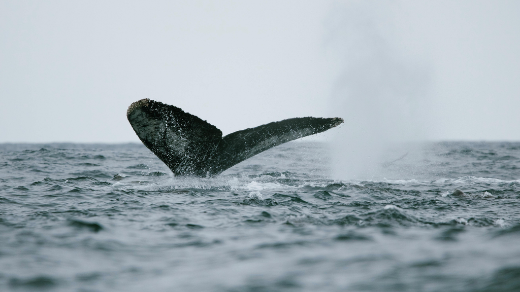 Winter Whale Watching Cruise from Phillip Island - Zero Trace Tours