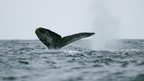 Winter Whale Watching Cruise from Phillip Island - Zero Trace Tours