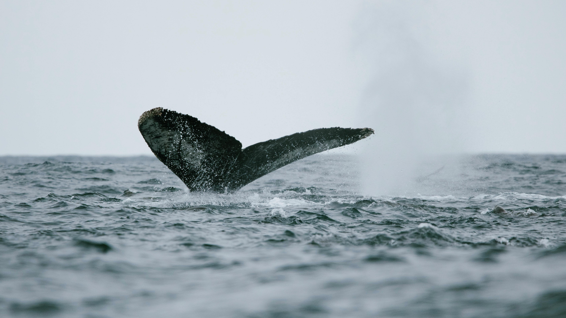 Winter Whale Watching Cruise from Phillip Island - Zero Trace Tours