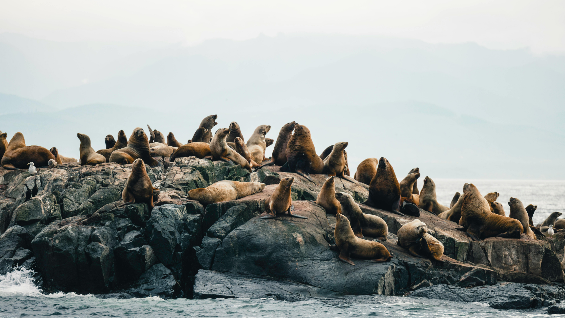 Seal Watching Cruise at Seal Rocks Phillip Island - Zero Trace Tours