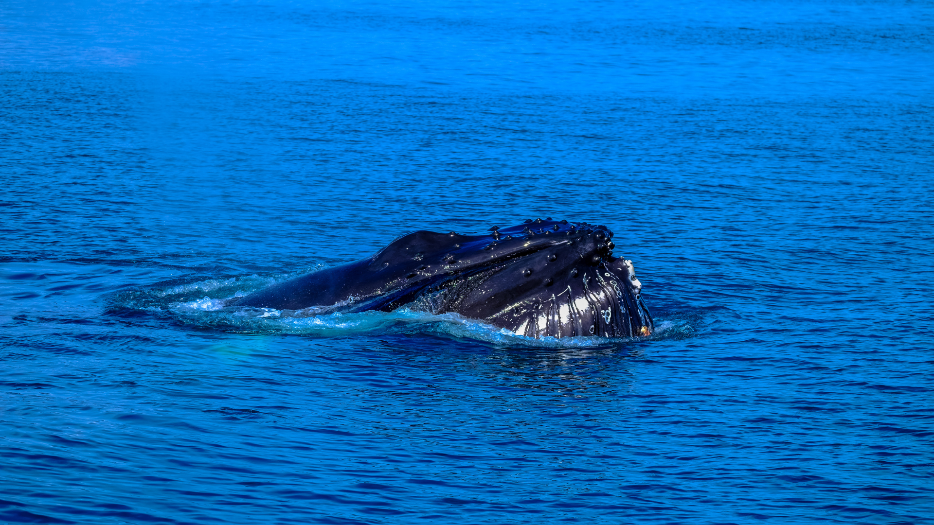 Winter Whale Watching Cruise from Phillip Island - Zero Trace Tours