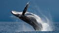 Winter Whale Watching Cruise from Phillip Island - Zero Trace Tours