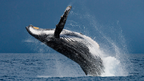 Winter Whale Watching Cruise from Phillip Island - Zero Trace Tours