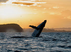 Byron Bay Whale Watching Tour: Humpbacks & Marine Biologist Guide