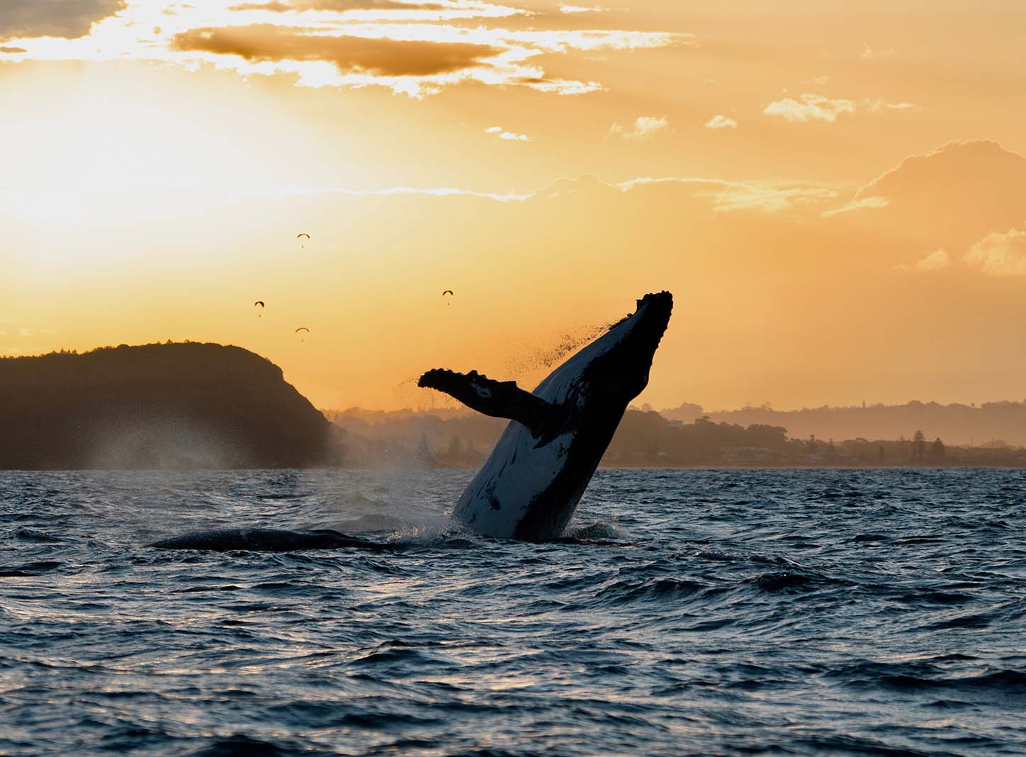 Byron Bay Whale Watching Tour: Humpbacks & Marine Biologist Guide