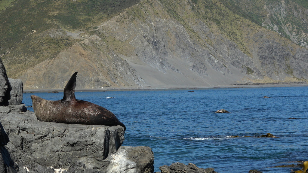 Wellington Seal Coast Safari Day Tour: Private Beach & Fur Seals