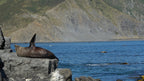 Wellington Seal Coast Safari Day Tour: Private Beach & Fur Seals