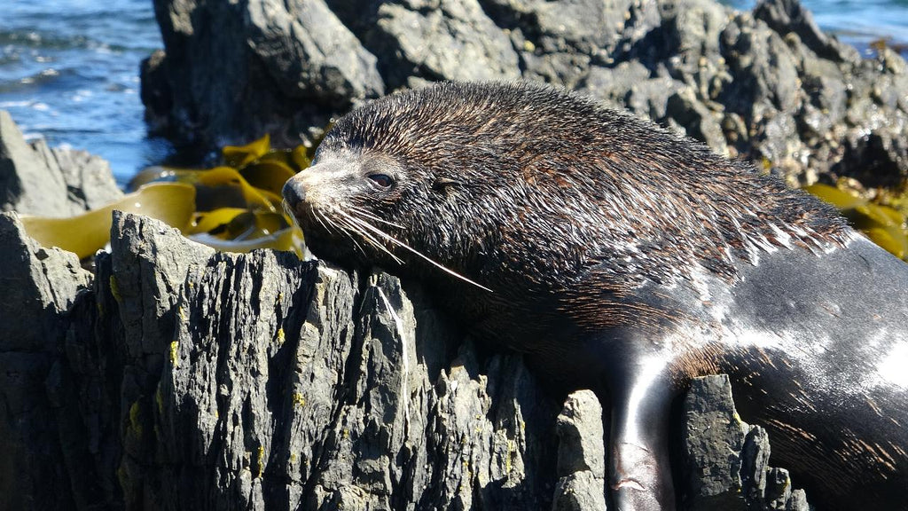 Wellington Seal Coast Safari Day Tour: Private Beach & Fur Seals