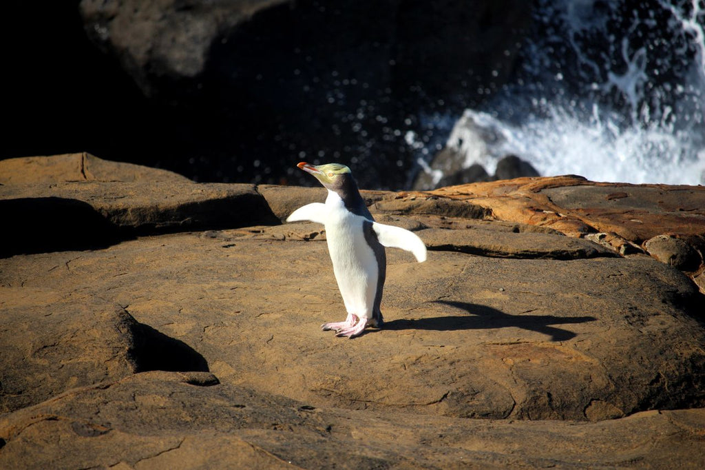 Catlins Day Tour Dunedin Te Anau: Lighthouses, Falls & Wildlife