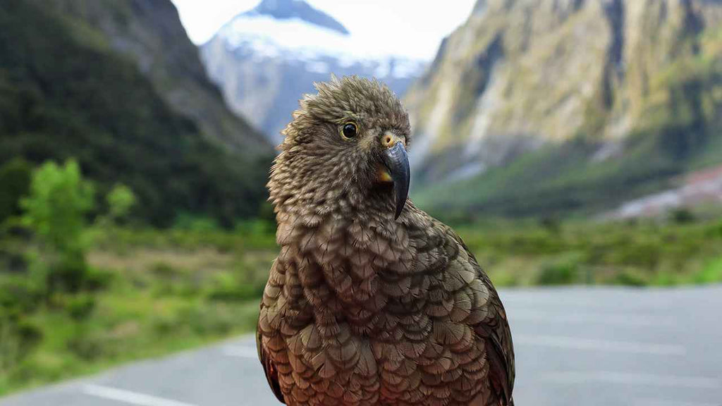 Milford Sound Helicopter Tour from Te Anau: Cruise & Scenic Flight
