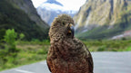 Milford Sound Helicopter Tour from Te Anau: Cruise & Scenic Flight