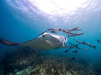 Byron Bay Julian Rocks Snorkeling Tour: Marine Biologist Guided
