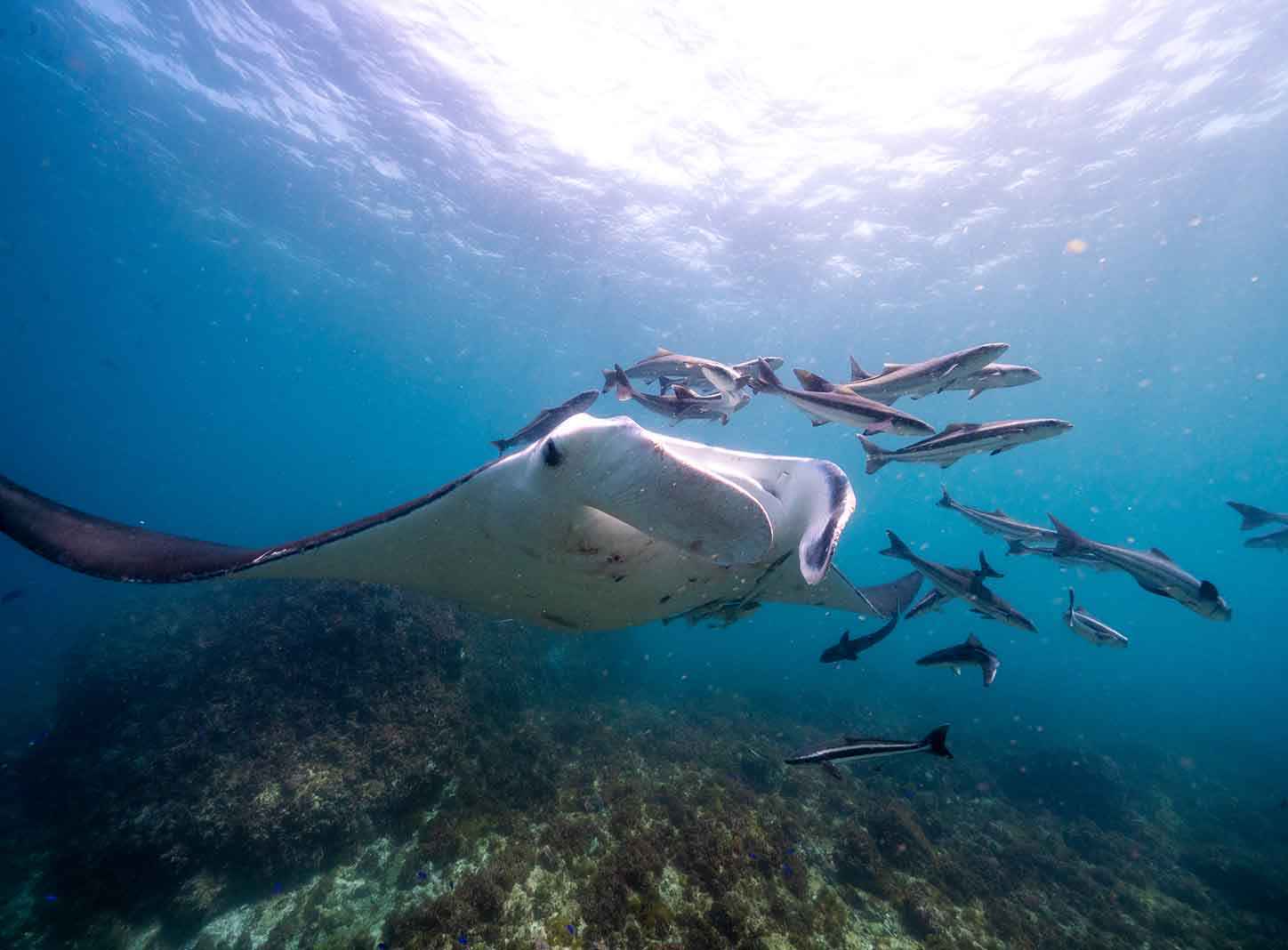 Byron Bay Julian Rocks Snorkeling Tour: Marine Biologist Guided