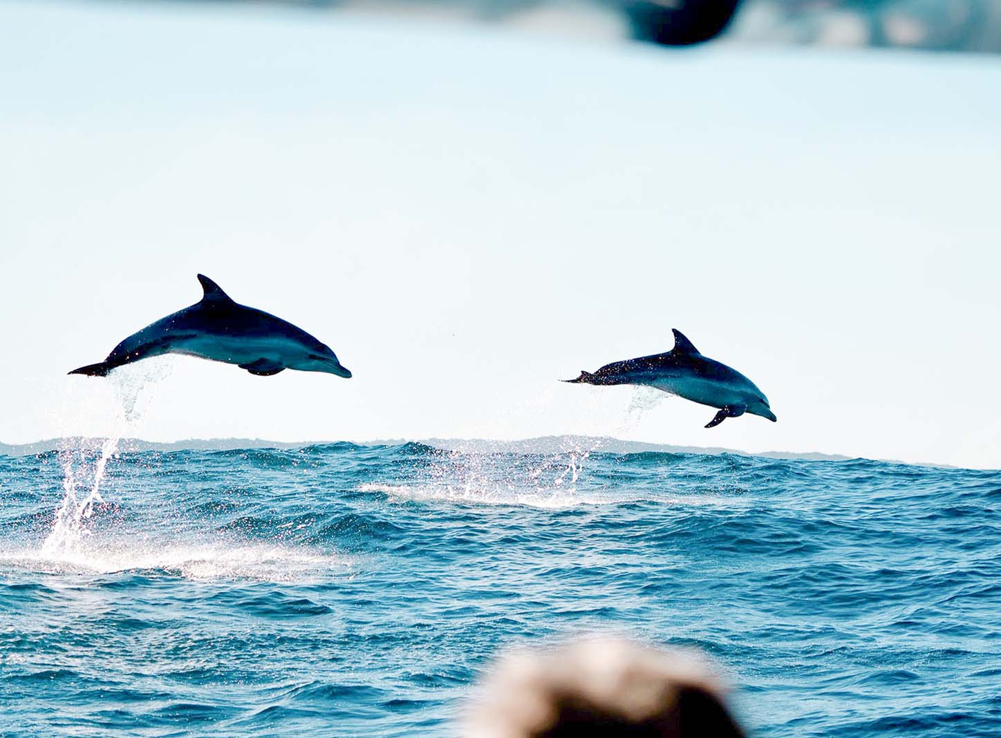 Byron Bay Dolphin Cruise: 2-Hour Ocean Adventure