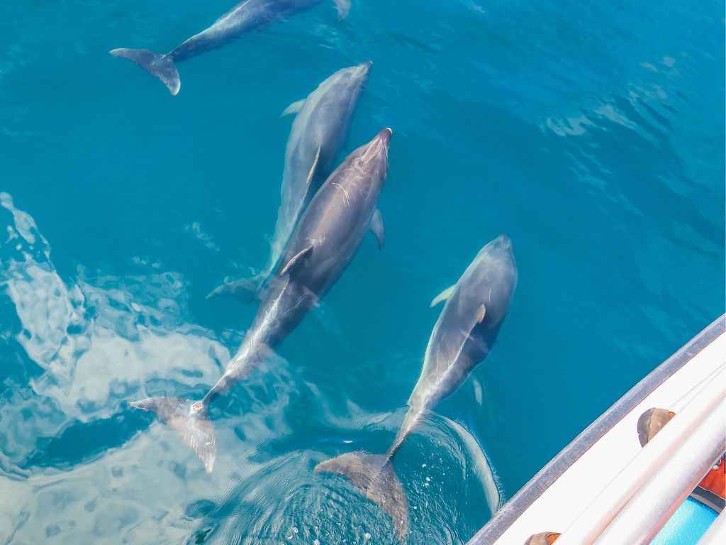 Bay of Islands 2-Day Tour & Cruise: Waitangi & Hole in the Rock