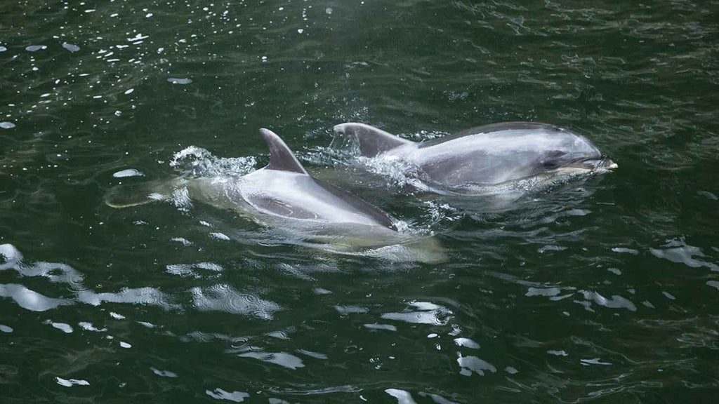 Milford Sound Helicopter Tour from Te Anau: Cruise & Scenic Flight