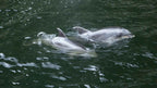 Milford Sound Helicopter Tour from Te Anau: Cruise & Scenic Flight