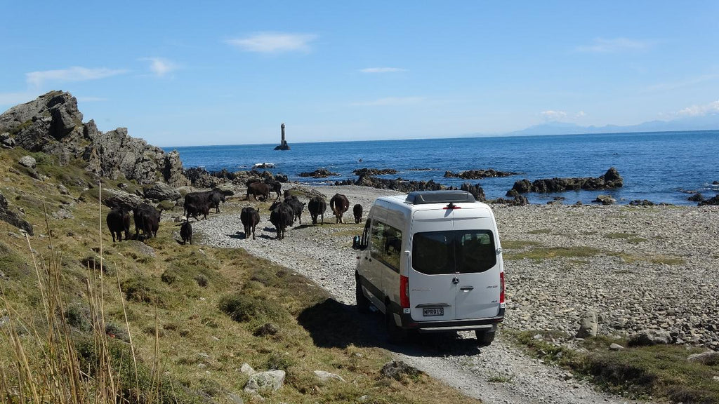 Wellington Seal Coast Safari Day Tour: Private Beach & Fur Seals