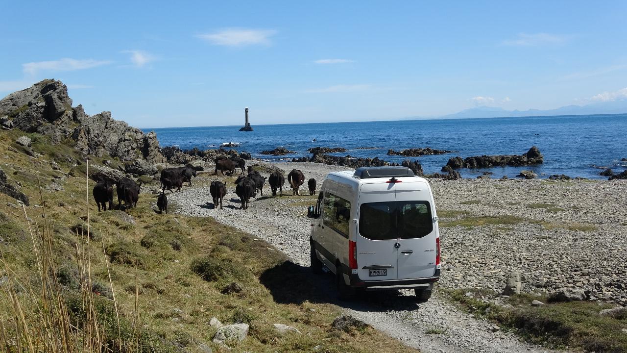 Wellington Seal Coast Safari Day Tour: Private Beach & Fur Seals