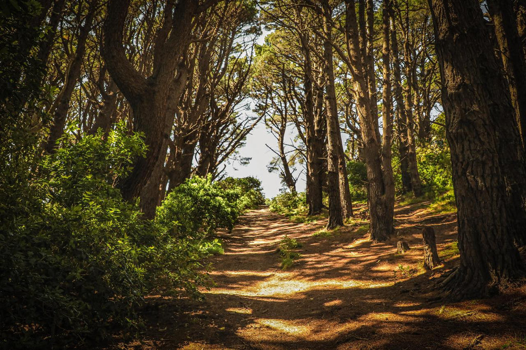 Wellington Lord of the Rings Half & Full Day Tour: Weta & Filming Locations
