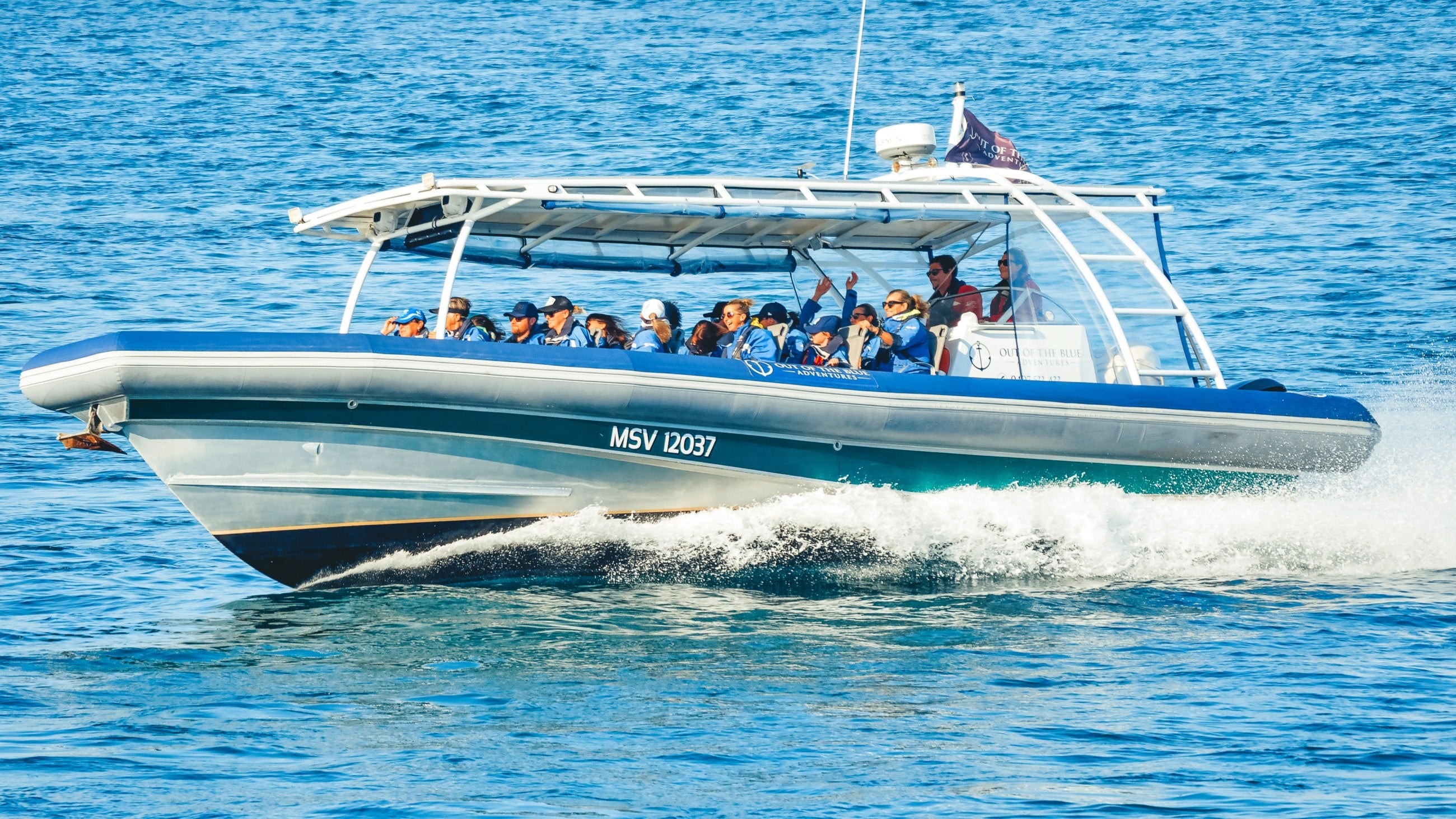 Byron Bay Dolphin Cruise: 2-Hour Ocean Adventure