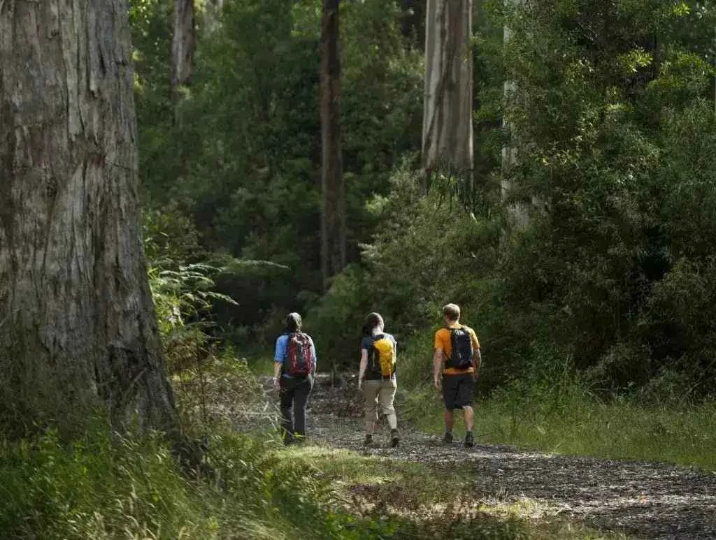 Iconic Twelve Apostles Trek: 4-Day Great Ocean Walk