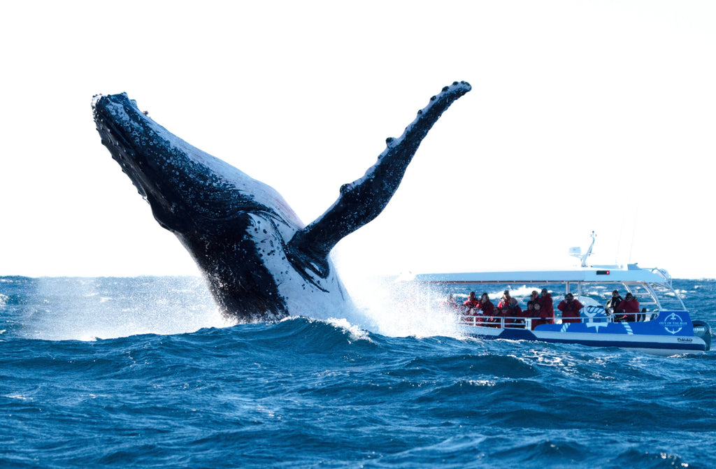 Byron Bay Whale Watching Tour: Humpbacks & Marine Biologist Guide