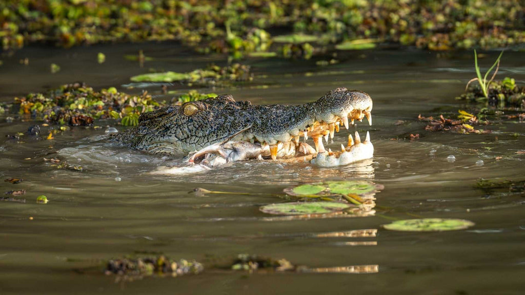Kakadu & Katherine Gorge Highlights: 4 - Day Outback Escape - Zero Trace Tours