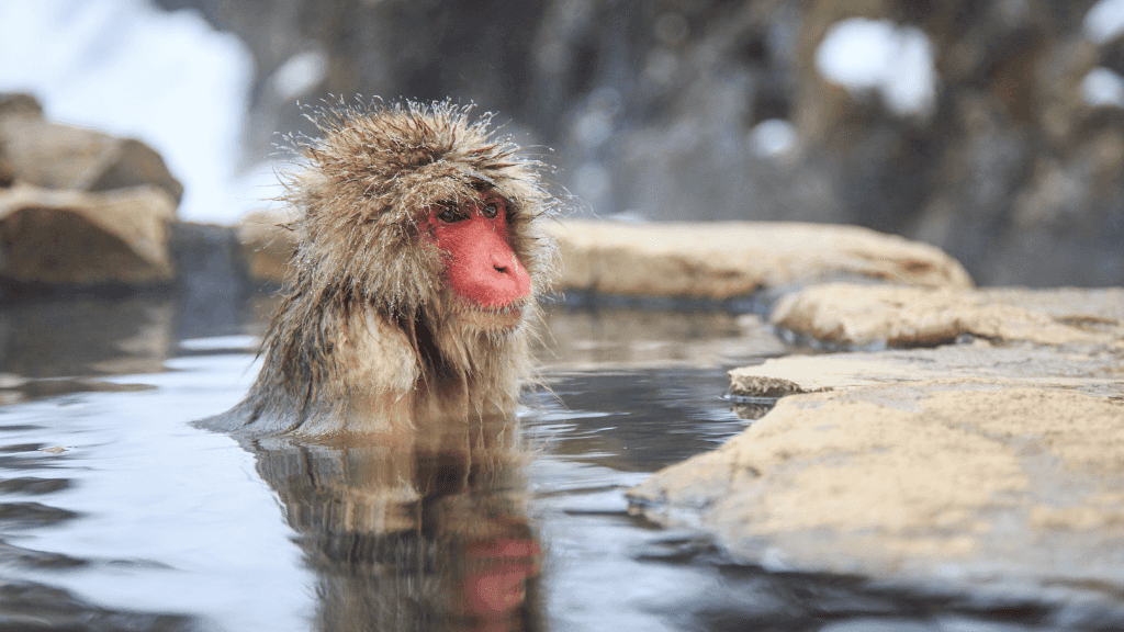 Magical Japan Winter Wonderland | 11 Days of Shrines, Snow Monkeys & Onsen Steam (3 Day Ski Add - On Option) - Zero Trace Tours