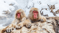 Magical Japan Winter Wonderland | 11 Days of Shrines, Snow Monkeys & Onsen Steam (3 Day Ski Add - On Option) - Zero Trace Tours