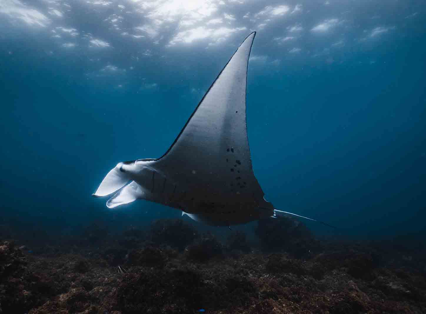 Byron Bay Julian Rocks Snorkeling Tour: Marine Biologist Guided