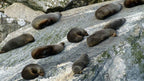 Milford Sound Helicopter Tour from Te Anau: Cruise & Scenic Flight