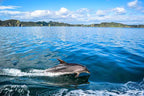 Bay of Islands 2-Day Tour & Cruise: Waitangi & Hole in the Rock