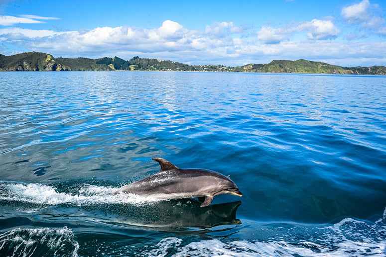 Bay of Islands 2-Day Tour & Cruise: Waitangi & Hole in the Rock