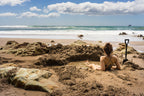 Cathedral Cove Hot Water Beach Coromandel Day Tour from Auckland