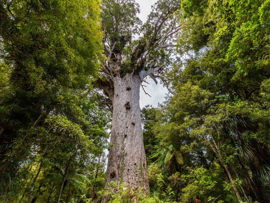 Bay of Islands 2-Day Tour & Cruise: Waitangi & Hole in the Rock