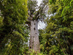 Bay of Islands 2-Day Tour & Cruise: Waitangi & Hole in the Rock