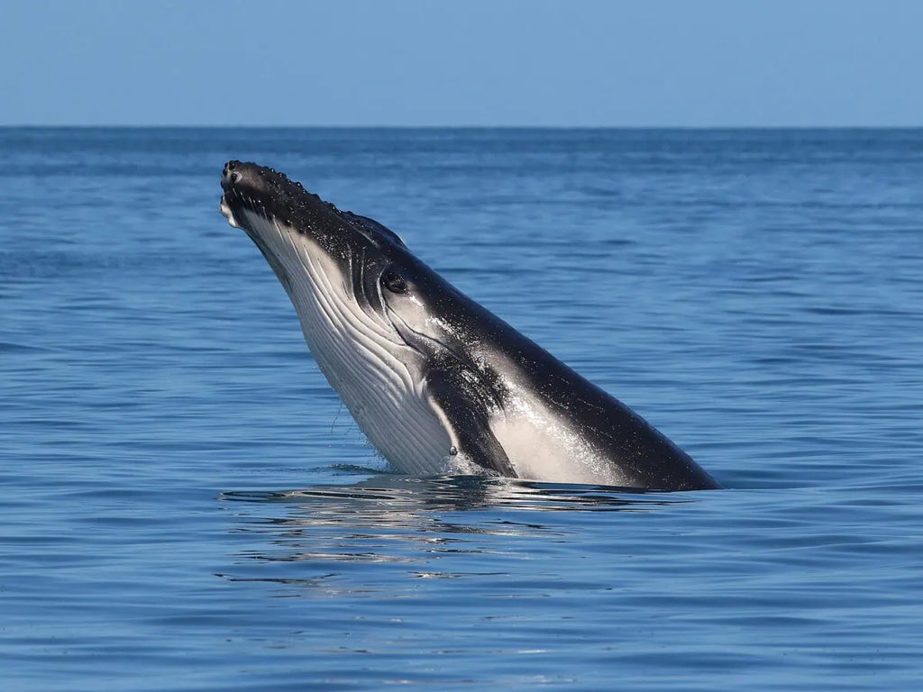 Hervey Bay Half Day Whale Watching Tour: Close Encounters & Meals