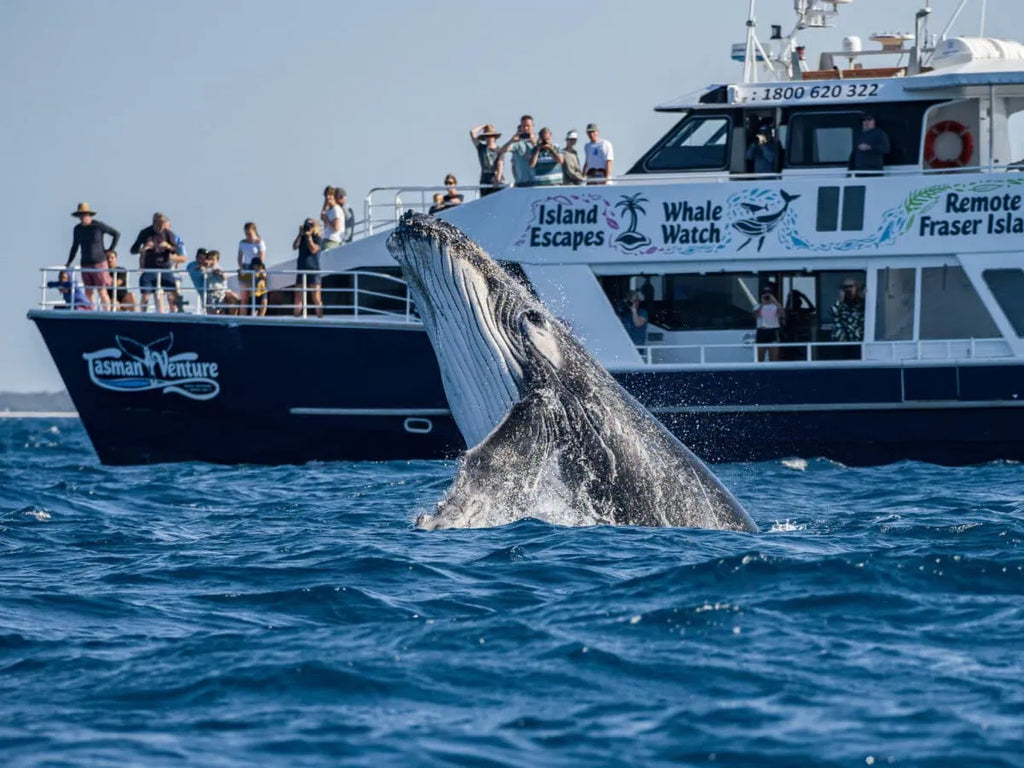 Hervey Bay Half Day Whale Watching Tour: Close Encounters & Meals