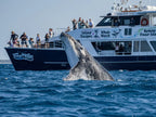 Hervey Bay Half Day Whale Watching Tour: Close Encounters & Meals