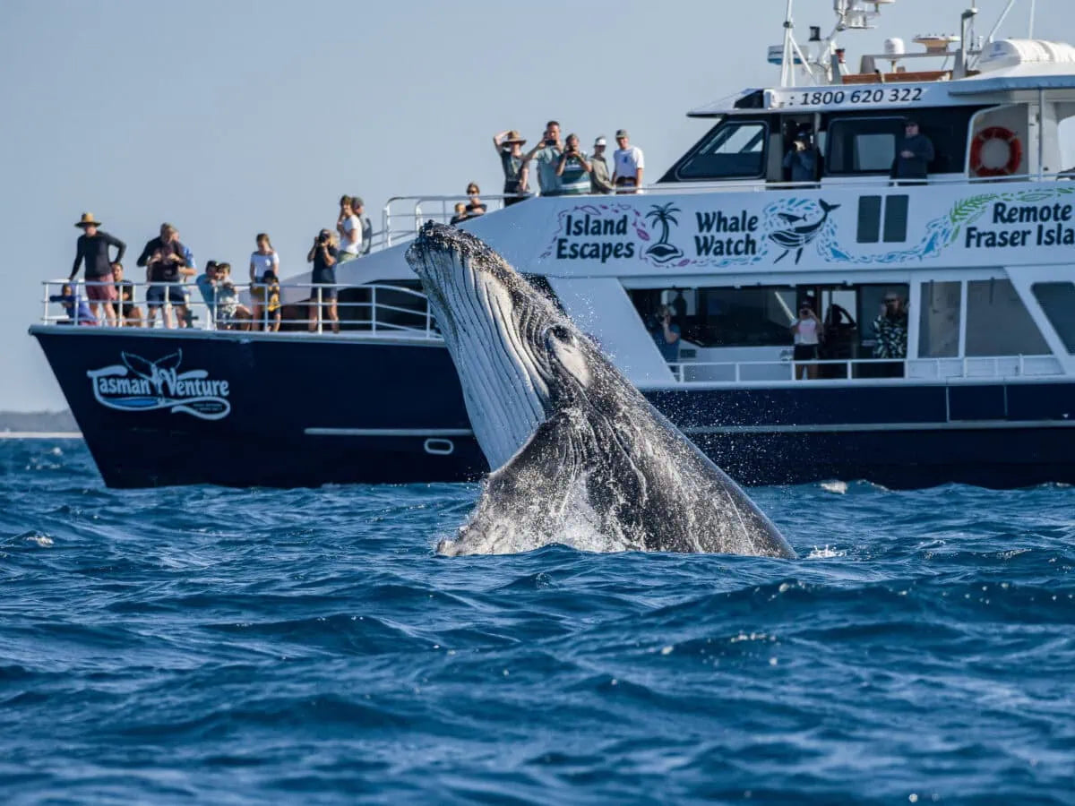 Hervey Bay Half Day Whale Watching Tour: Close Encounters & Meals