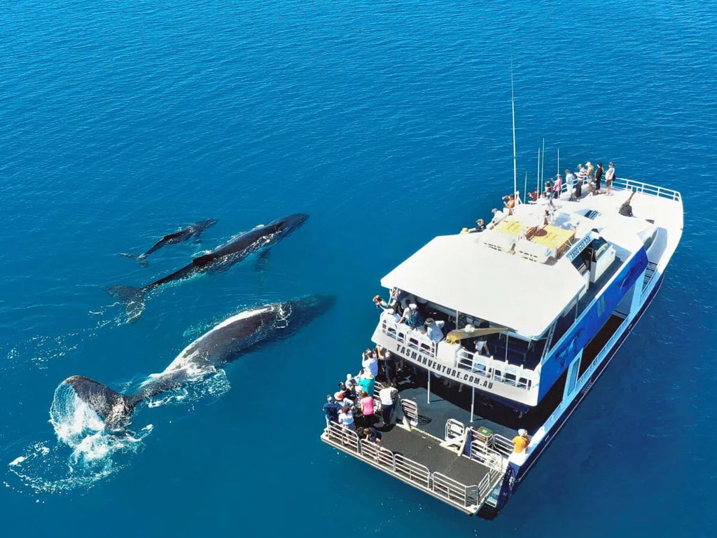 Hervey Bay Half Day Whale Watching Tour: Close Encounters & Meals