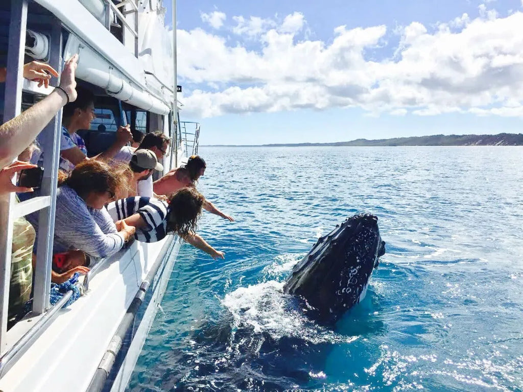 Hervey Bay Half Day Whale Watching Tour: Close Encounters & Meals