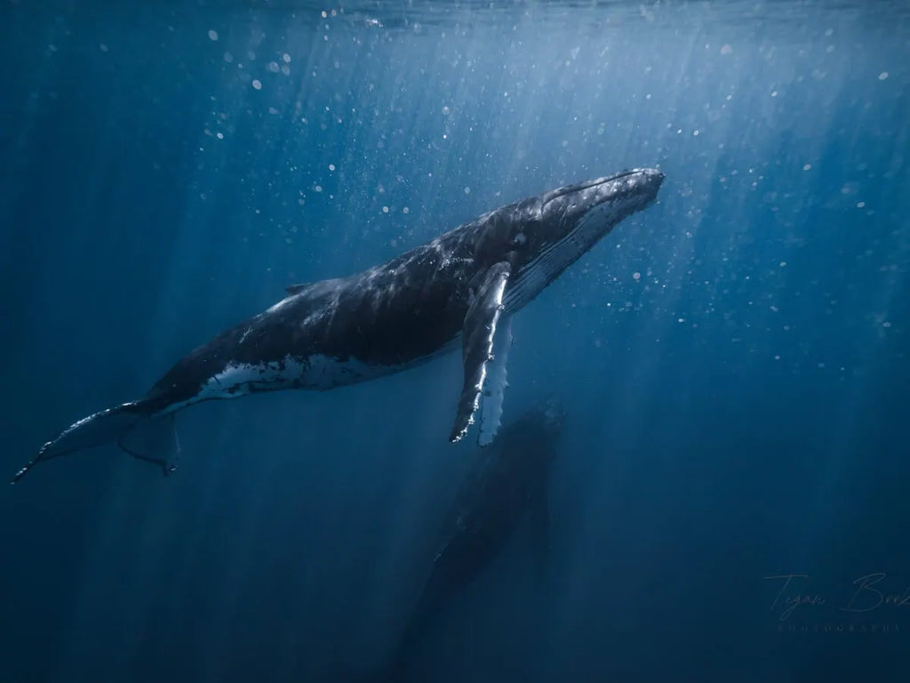 Remote K'gari Whale Experience Day Tour: Creeks, Dunes & Humpbacks
