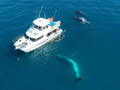 Remote K'gari Whale Experience Day Tour: Creeks, Dunes & Humpbacks