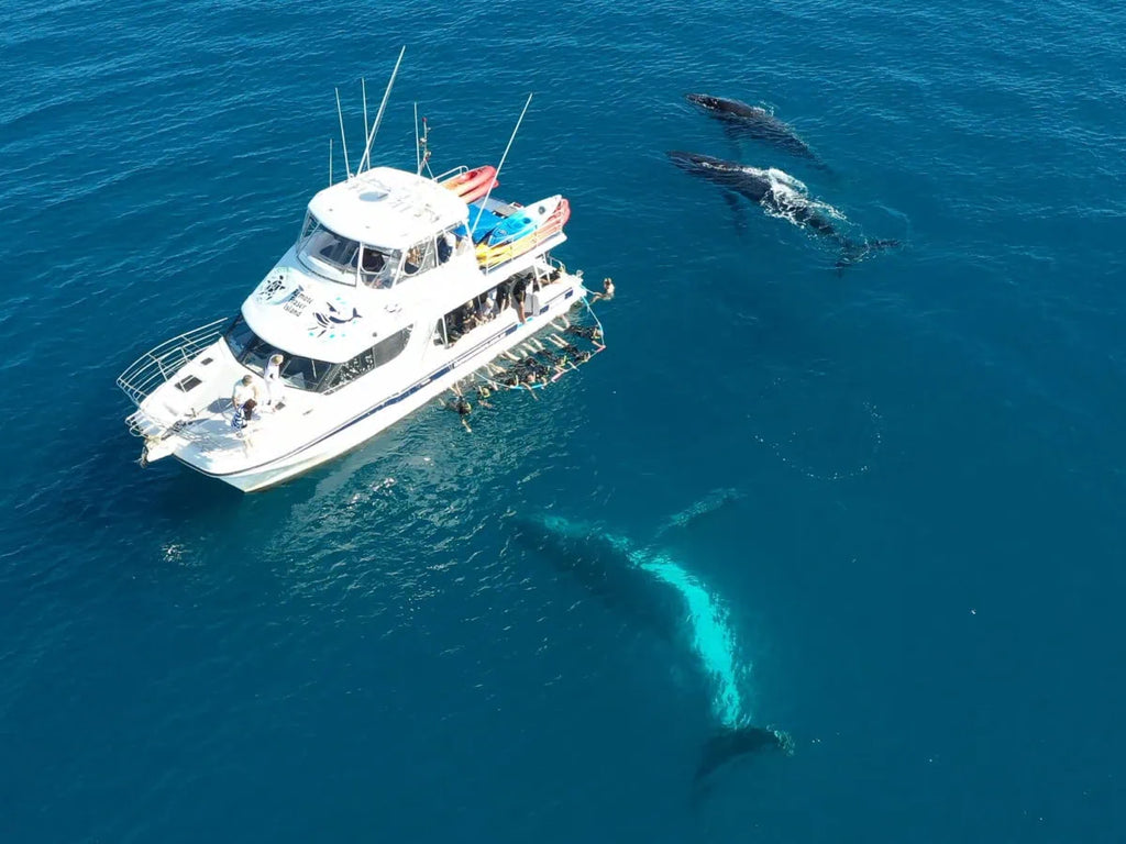Hervey Bay Half Day Whale Watching Tour: Close Encounters & Meals