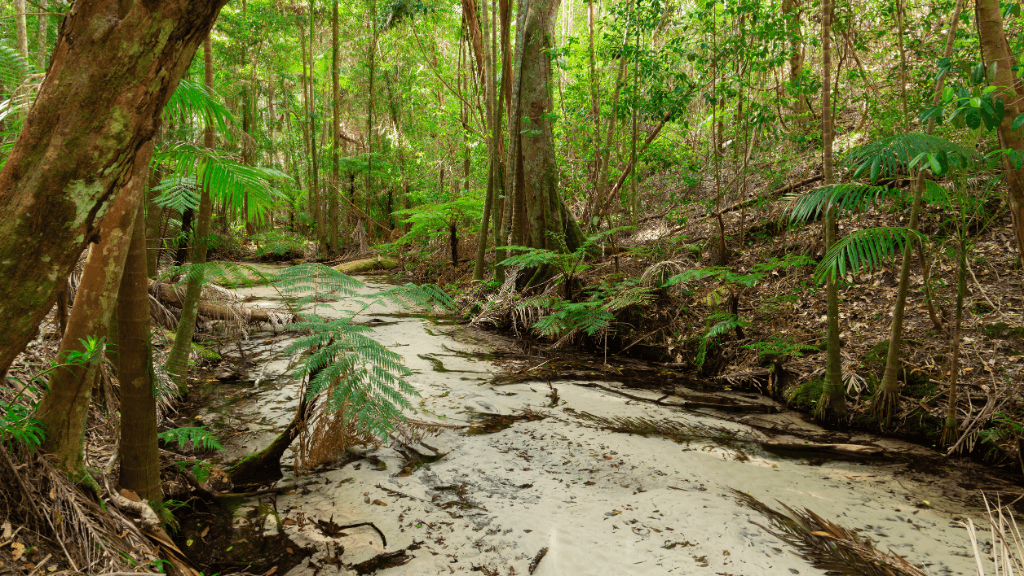 Ultimate East Coast Odyssey: 14 - 16 Days Sydney to Cairns with Islands & Rainforests - Zero Trace Tours
